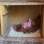 Stella Ranch web - 8