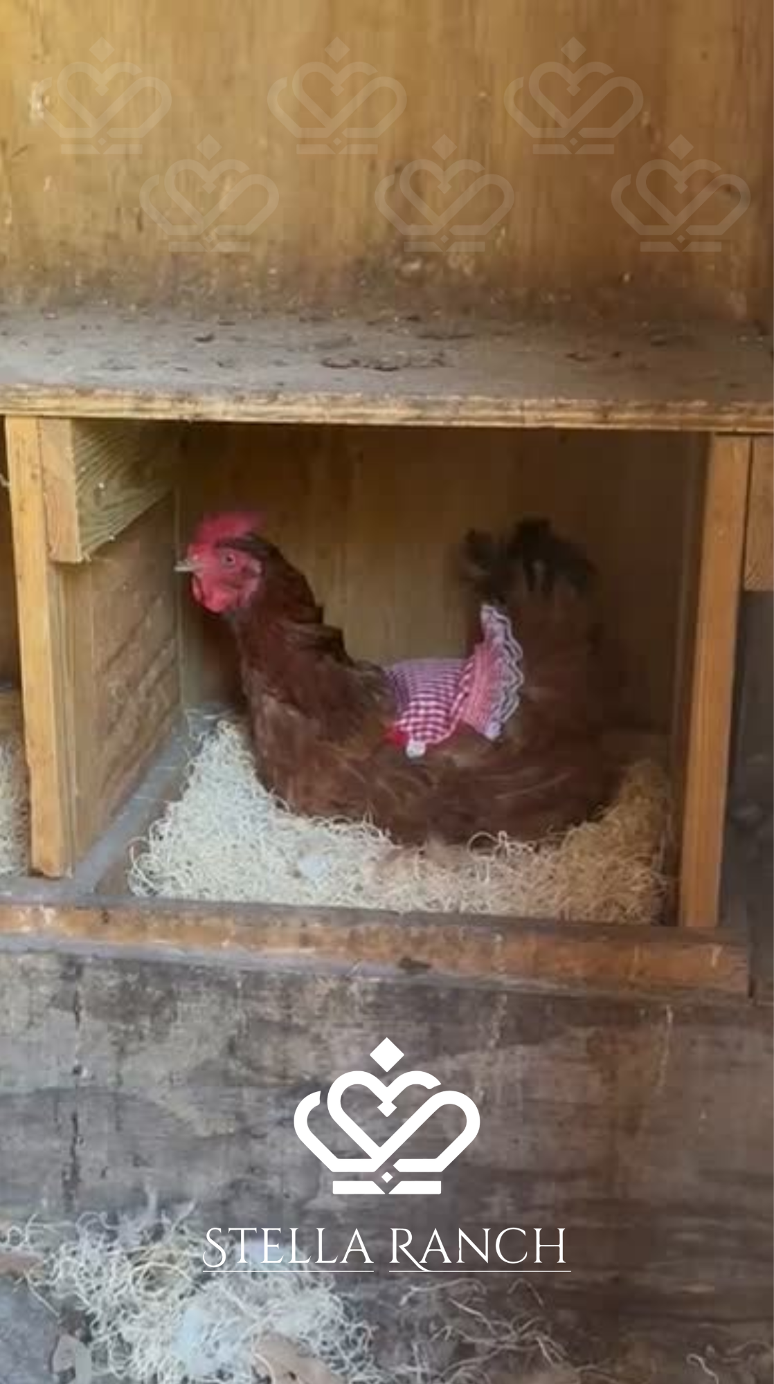 sr gallinita sr gallinita